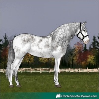 Horse Color:Grullo Sabino Rabicano 