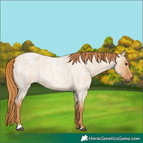 Horse Color:Red Dun Roan 