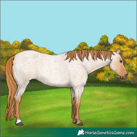 Horse Color:Red Dun Roan 