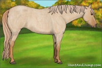 Horse Color:Red Dun Roan 
