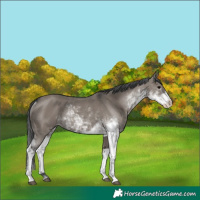 Horse Color:Grullo Sabino Rabicano
