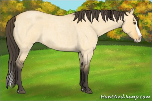 Horse Color:Buckskin Roan Dun Splash