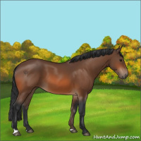 Horse Color:Bay 