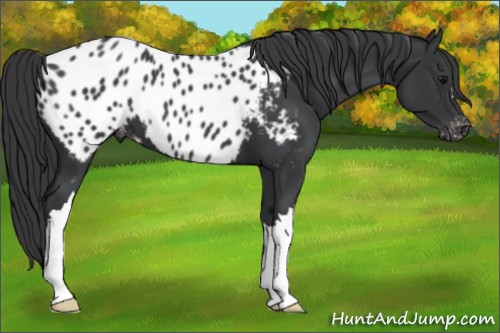 Horse Color:Black Appaloosa 