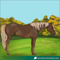 Horse Color:Chocolate Palomino