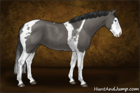 Horse Color:Grullo Splash Tobiano 