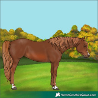 Horse Color:Chestnut 