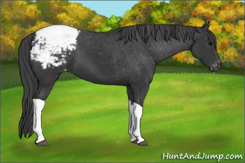 Horse Color:Black Tobiano Appaloosa