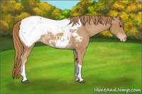 Horse Color:Chestnut Tobiano Appaloosa