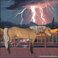 Horse Color:Silver Buckskin Dun 