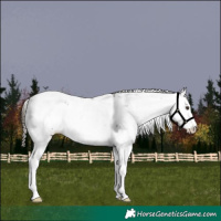 Horse Color:Liver Chestnut Sabino Splash Leopard  and Liver Chestnut Sabino Splash Leopard 