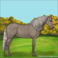 Horse Color:Silver Grullo 