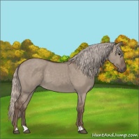 Horse Color:Silver Grullo Roan 