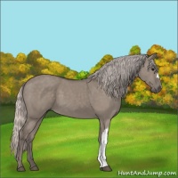 Horse Color:Silver Grullo 