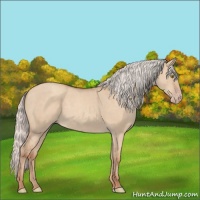 Horse Color:Silver Classic Champagne Dun 