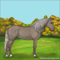 Horse Color:Silver Grullo 