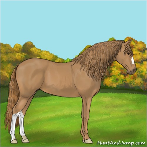 Horse Color:Chestnut 