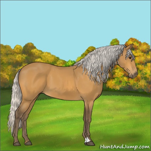 Horse Color:Silver Buckskin 