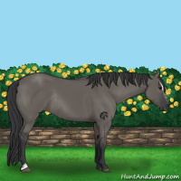 Horse Color:Grullo Sabino Rabicano 