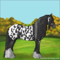 Horse Color:Black Tobiano Appaloosa 
