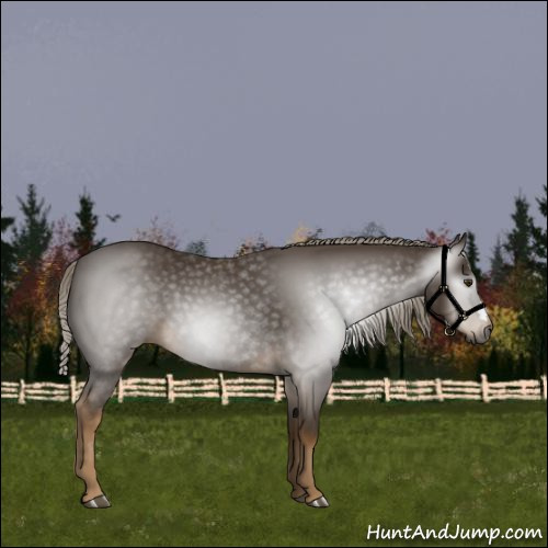 Horse Color:Gray Chocolate Palomino 