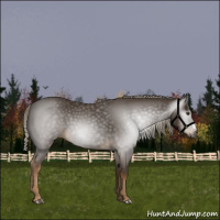 Horse Color:Gray Chocolate Palomino 