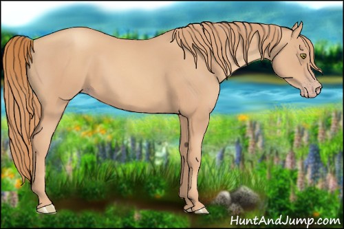 Horse Color:Gold Champagne 