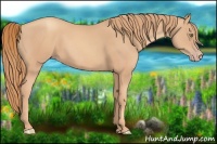 Horse Color:Gold Champagne 