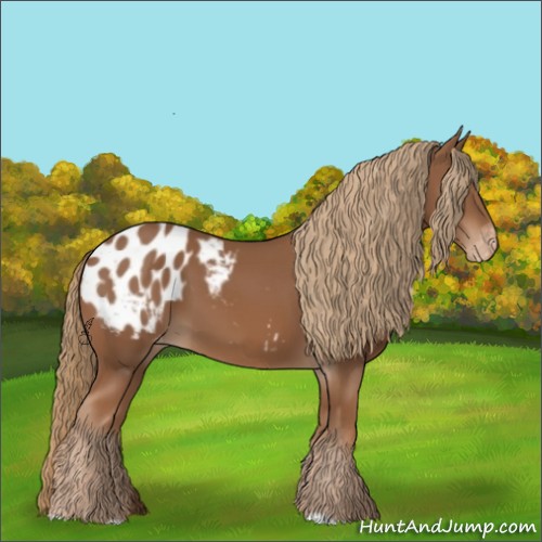 Horse Color:Chestnut Appaloosa 