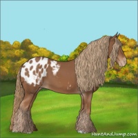 Horse Color:Chestnut Blanket 