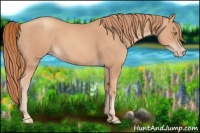 Horse Color:Gold Champagne 