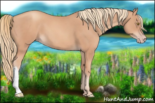 Horse Color:Gold Champagne