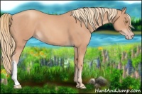 Horse Color:Gold Champagne