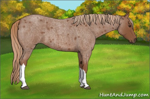 Horse Color:Red Roan 