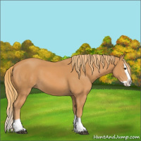 Horse Color:Chestnut Splash 