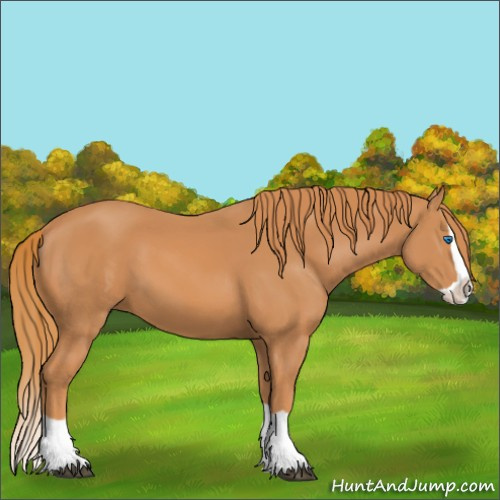 Horse Color:Chestnut Splash 