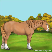Horse Color:Chestnut Splash 