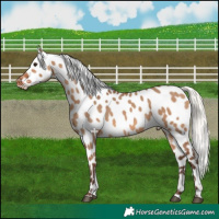Horse Color:Silver Brown Dun Appaloosa 