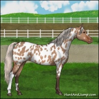Horse Color:Silver Brown Dun Appaloosa