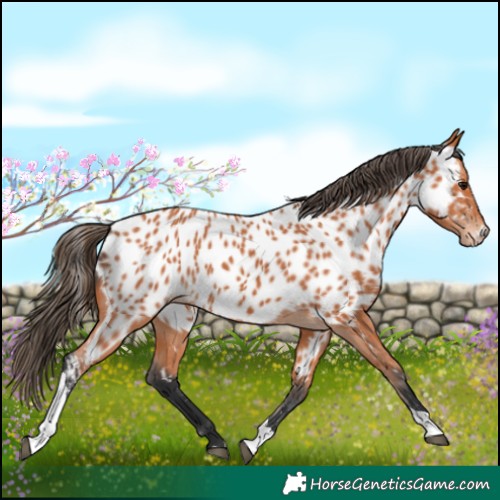 Horse Color:Bay Tobiano Appaloosa 