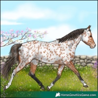 Horse Color:Bay Tobiano Appaloosa 