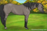 Horse Color:Grullo Sabino Rabicano 