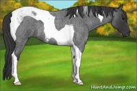 Horse Color:Blue Roan Tobiano 