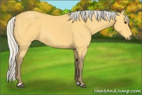 Horse Color:Silver Buckskin 