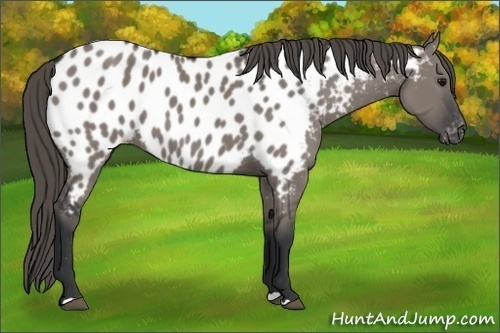 Horse Color:Grullo Appaloosa 
