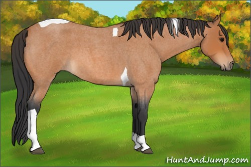 Horse Color:Bay Roan Tobiano 
