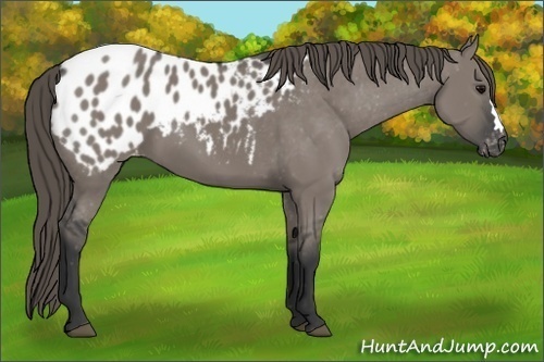 Horse Color:Grullo Appaloosa 