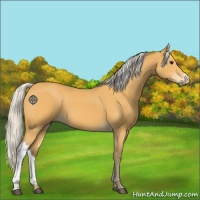 Horse Color:Silver Buckskin 