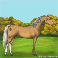 Horse Color:Silver Buckskin 