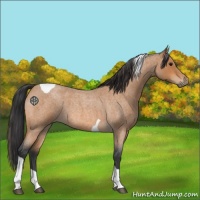 Horse Color:Bay Roan Tobiano 